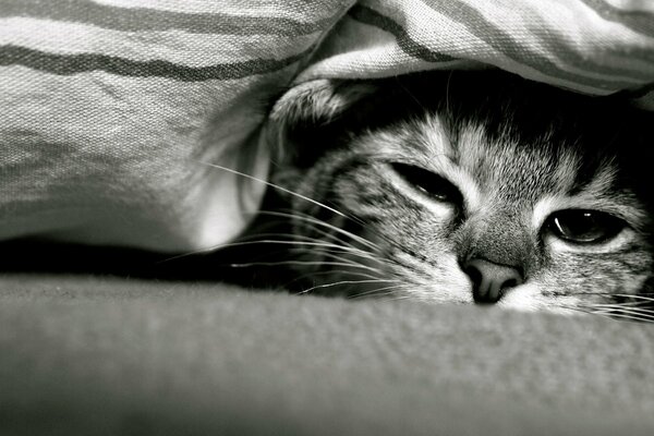 A sleepy cat is lying under a blanket