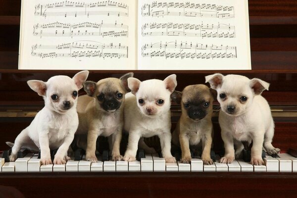 Sur le piano sur les touches marchent chiots blancs