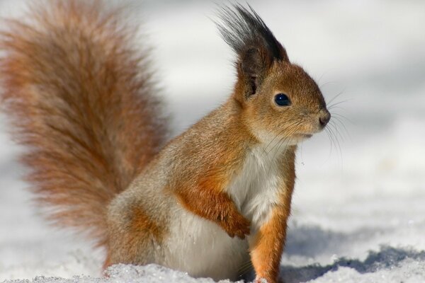 Rothaarige Eichhörnchen sitzt im Schnee