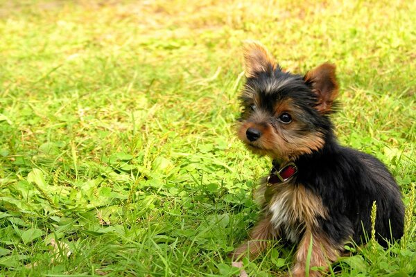 Il cucciolo sveglio sull erba si siede e guarda gli occhi dispettosi