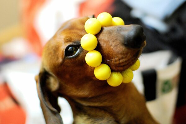 Perro jugando con pulsera amarilla