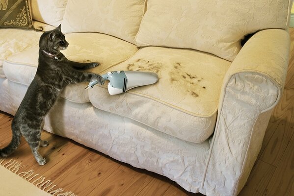 Die Katze hilft im Haus