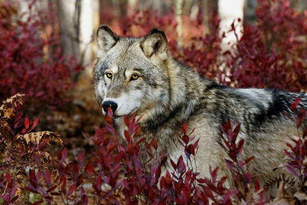 Wolf on the background of plants