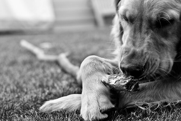 Perro viejo en la naturaleza