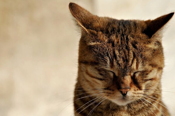 Gato cierra los ojos y duerme