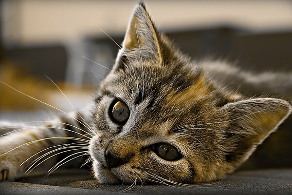 Hermoso gato pequeño yace