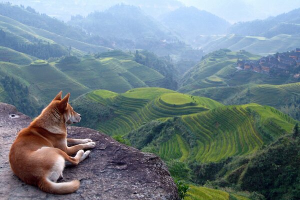 A red dog is lying on the edge of a cliff