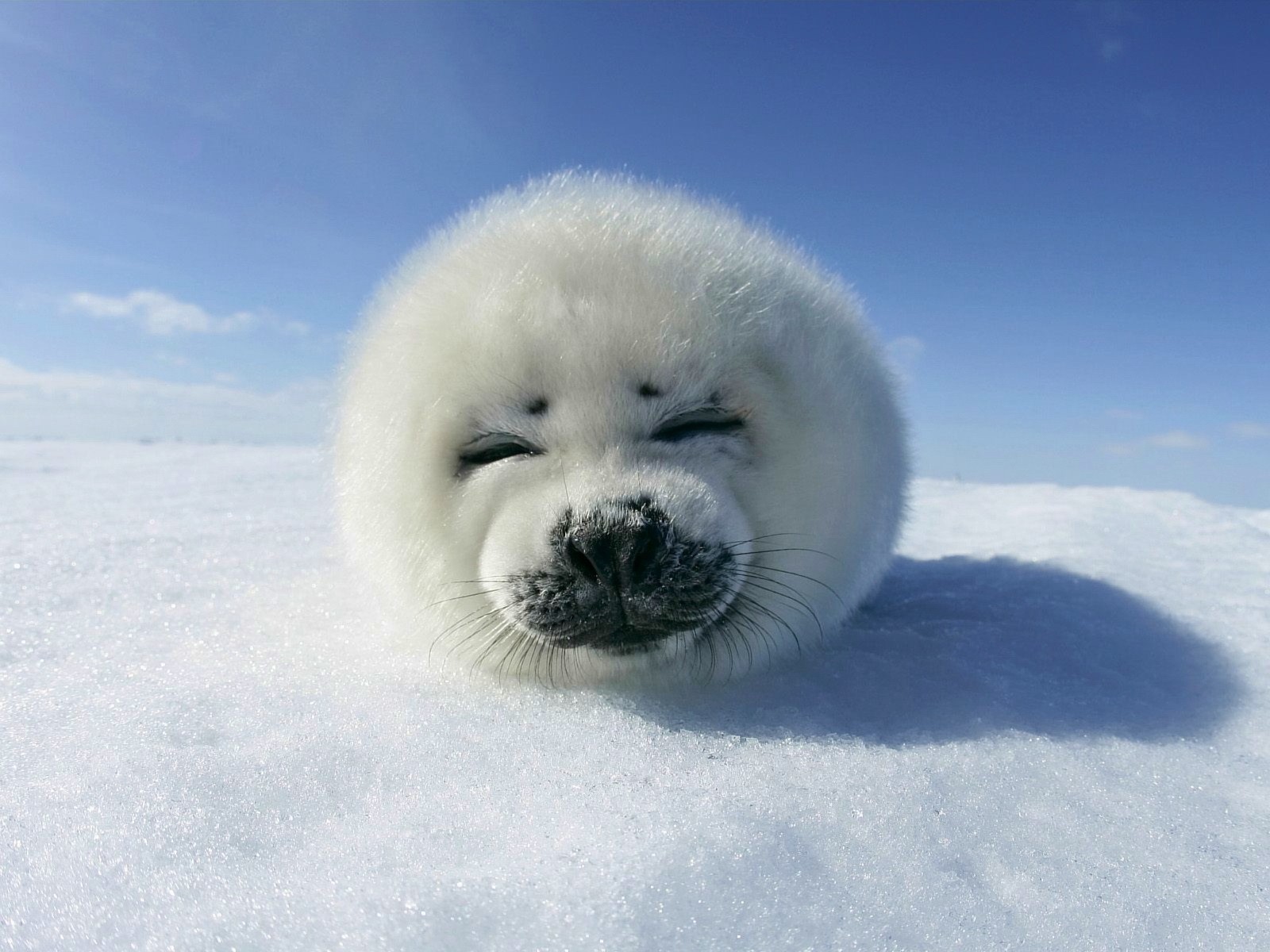 animals snow next sky seal