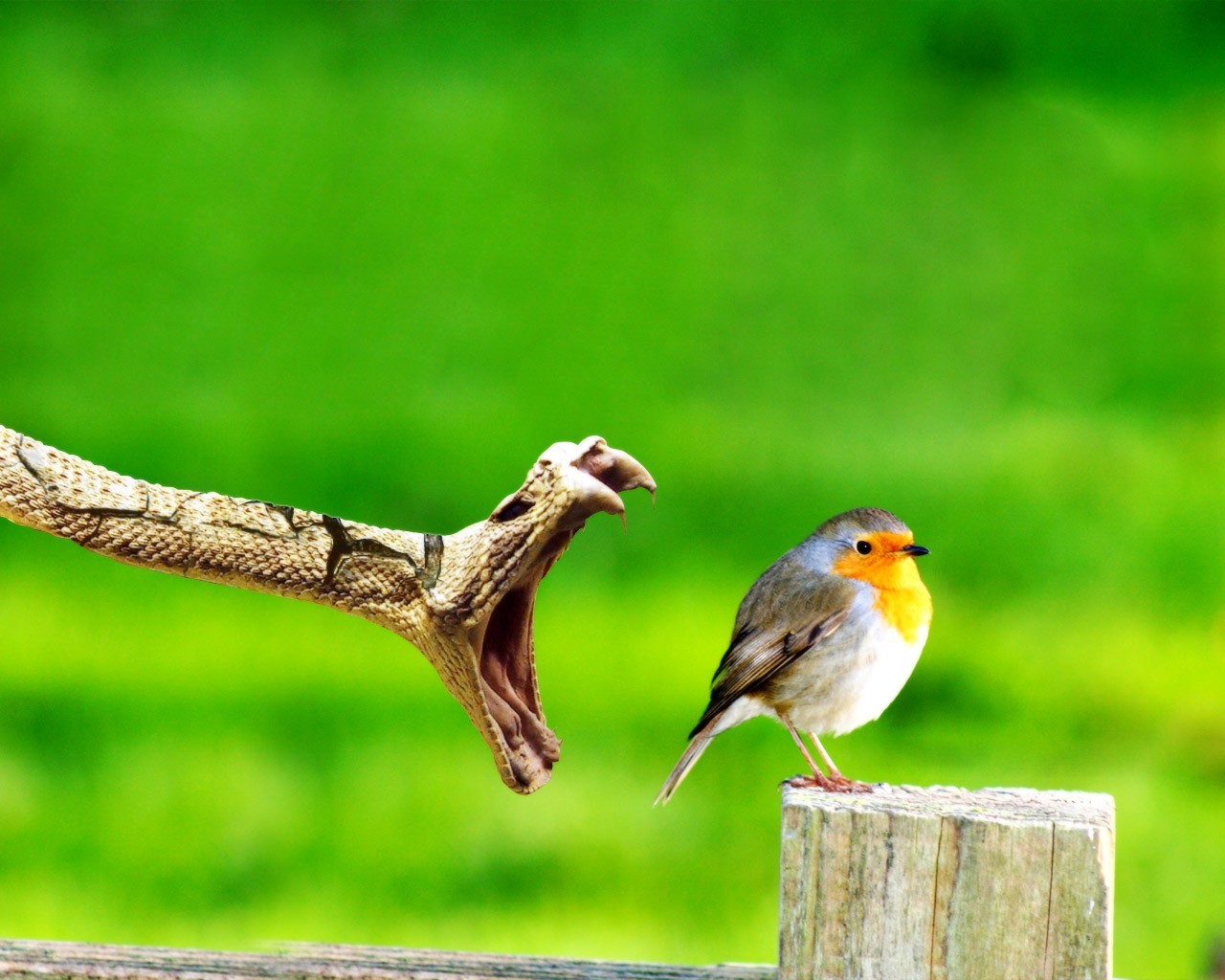 angst schlange tod