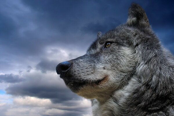 Ein grauer Wolf über einem schönen Himmel