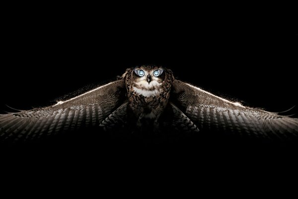 Búho con ojos azules en vuelo