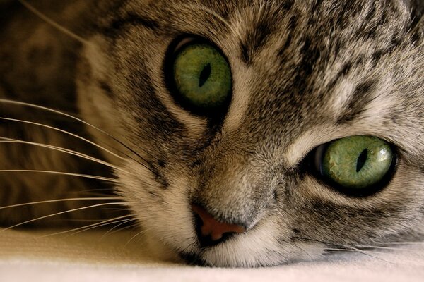 Macro shooting of a cat with green eyes