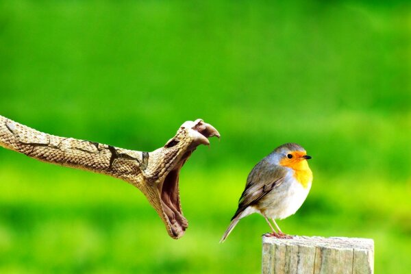 Snake attack on a small bird