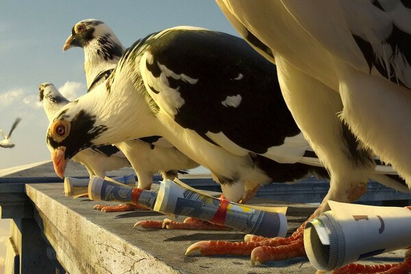 Schöne Vogeltaube bereitet sich auf den Flug vor