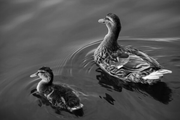 Duck and duckling float on the water