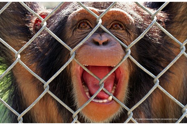 Macaco sorridente dietro la rete della riserva