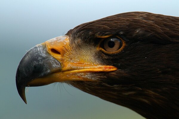 Cabeza de águila con un poderoso pico, macro foto