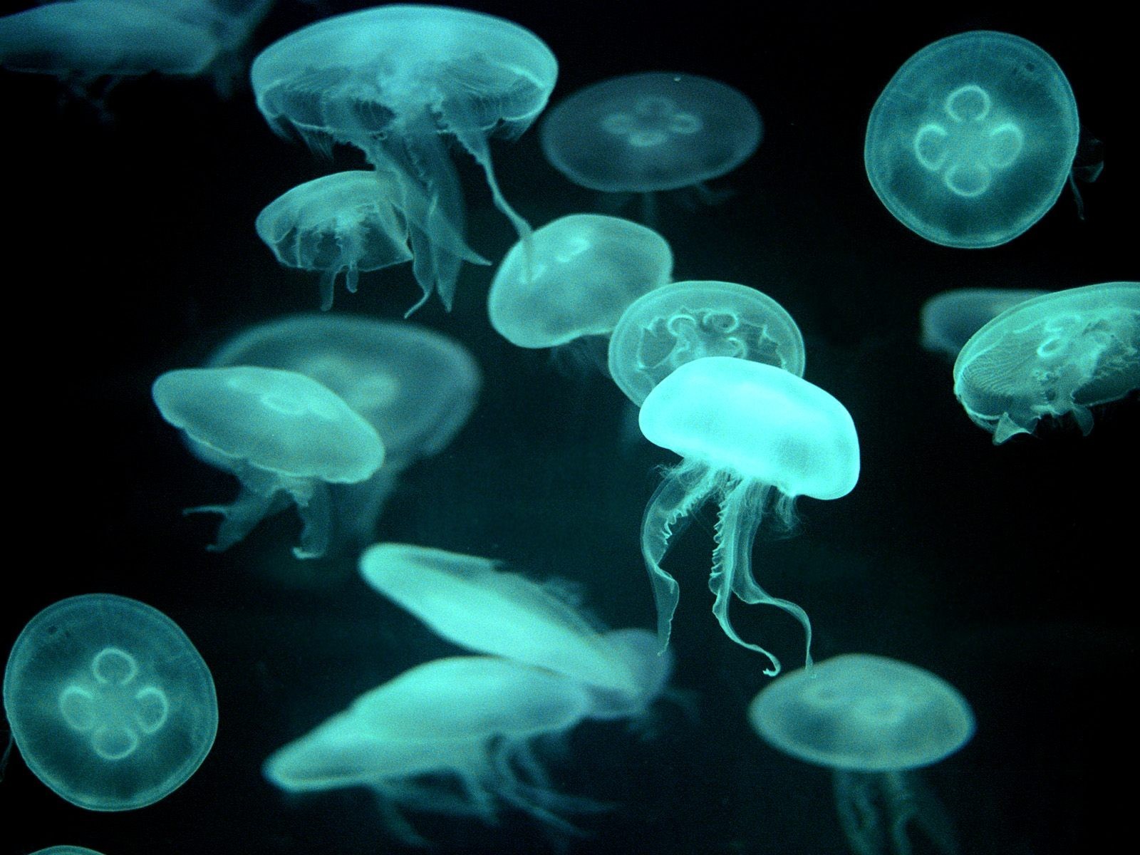 медузы синий прозрачные