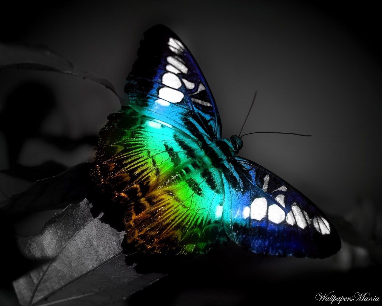 бабочка цвет спектр