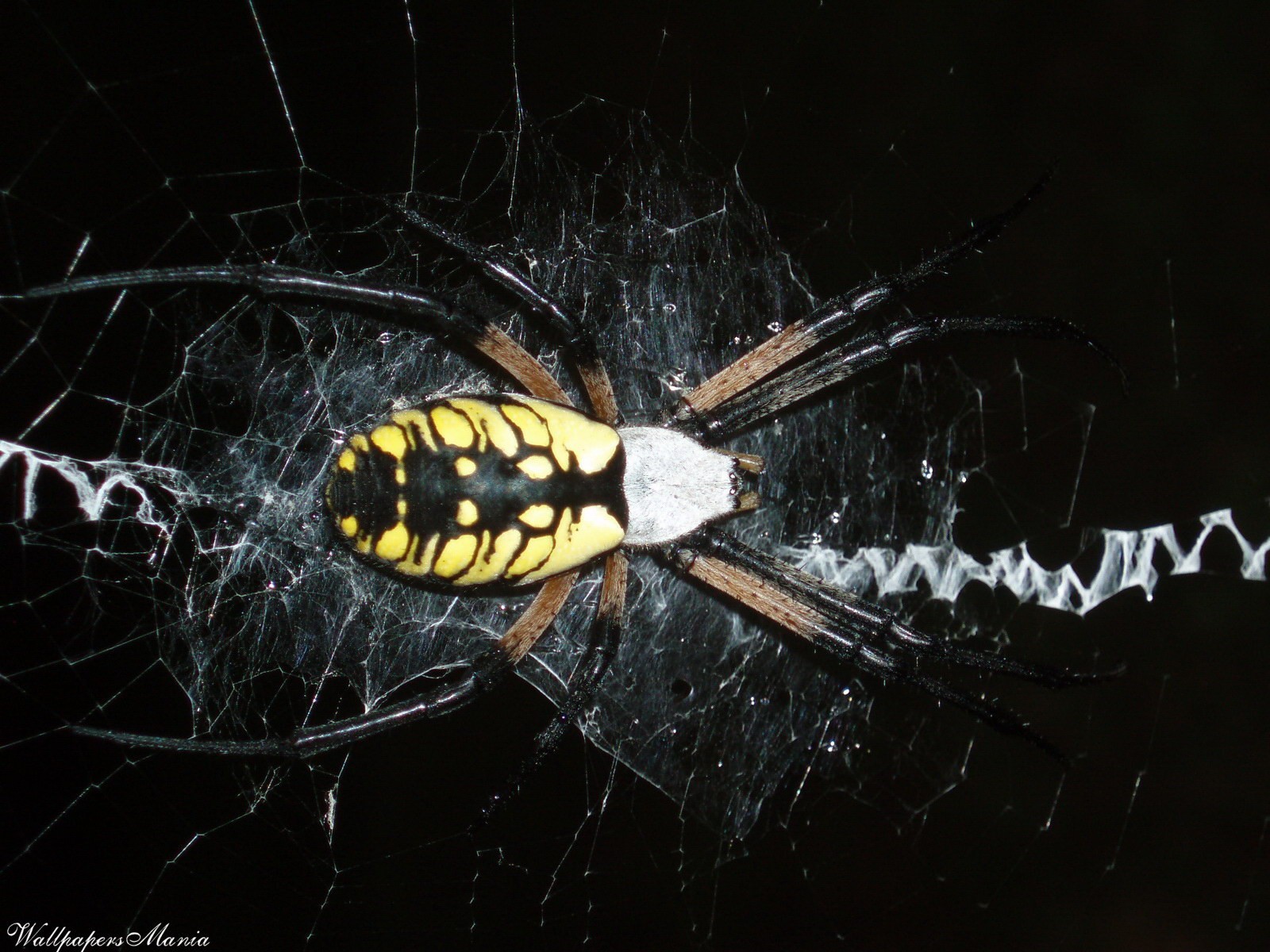 arañas telarañas araña