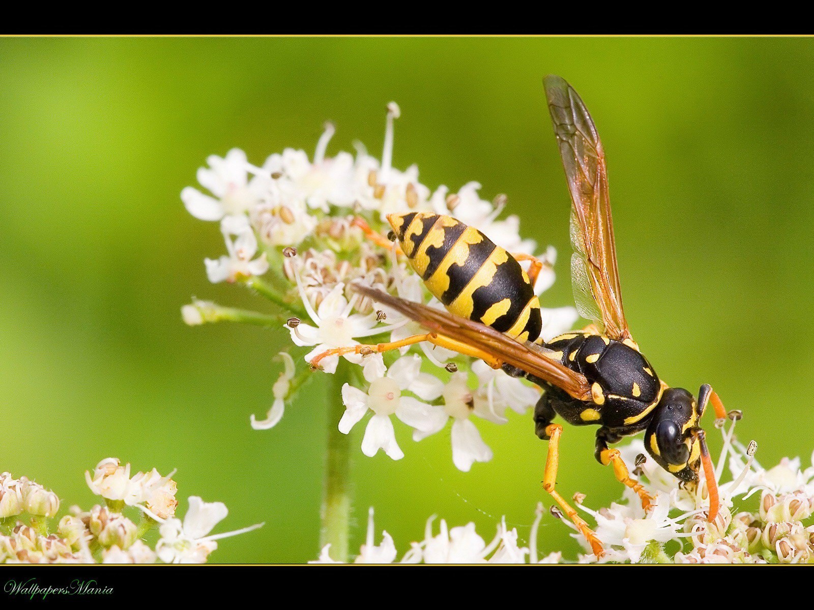 flor verde abeja