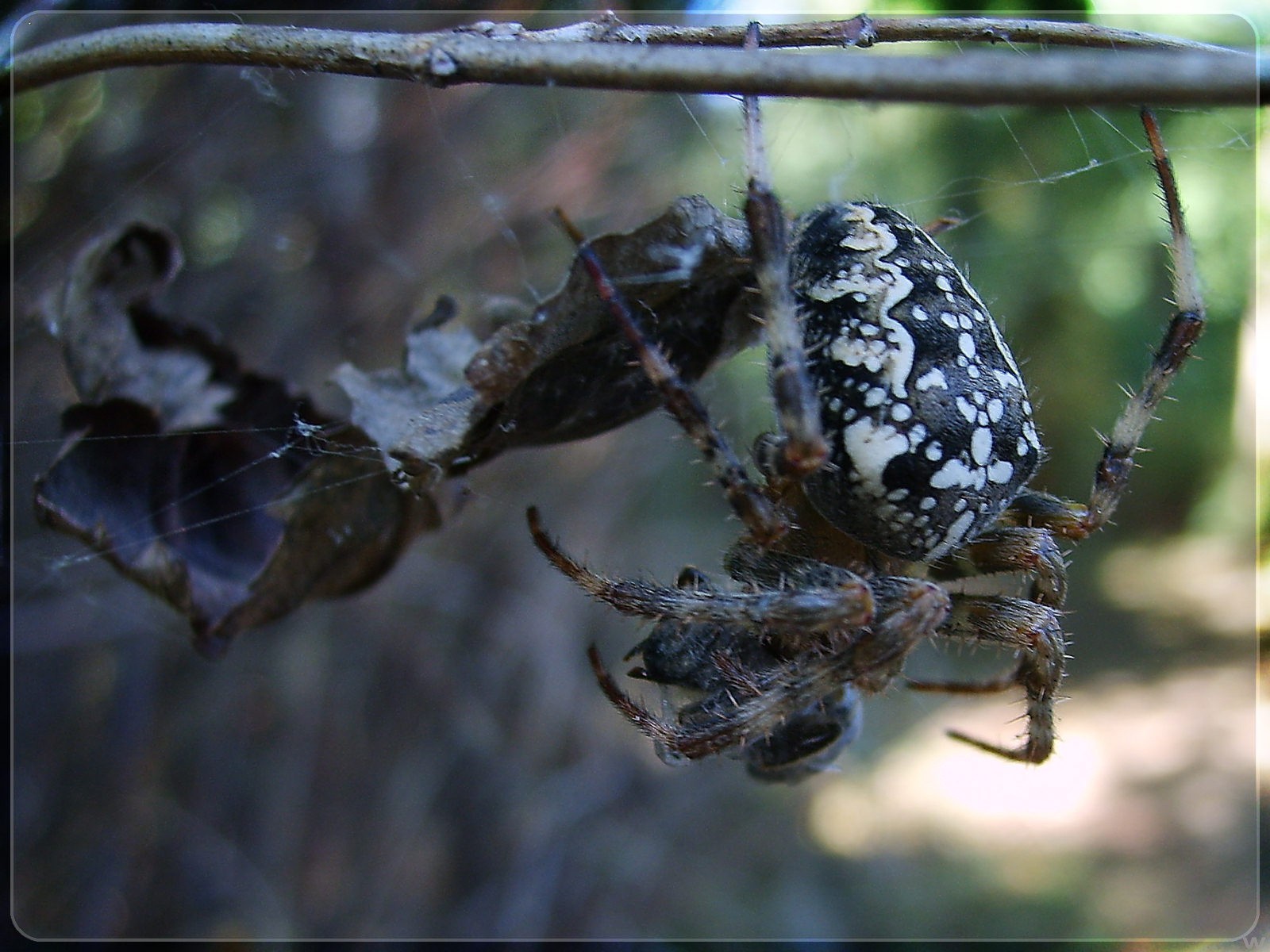 araña ramas telarañas