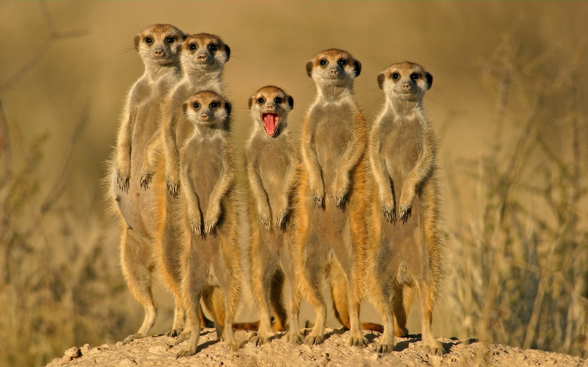 animals meerkats the group