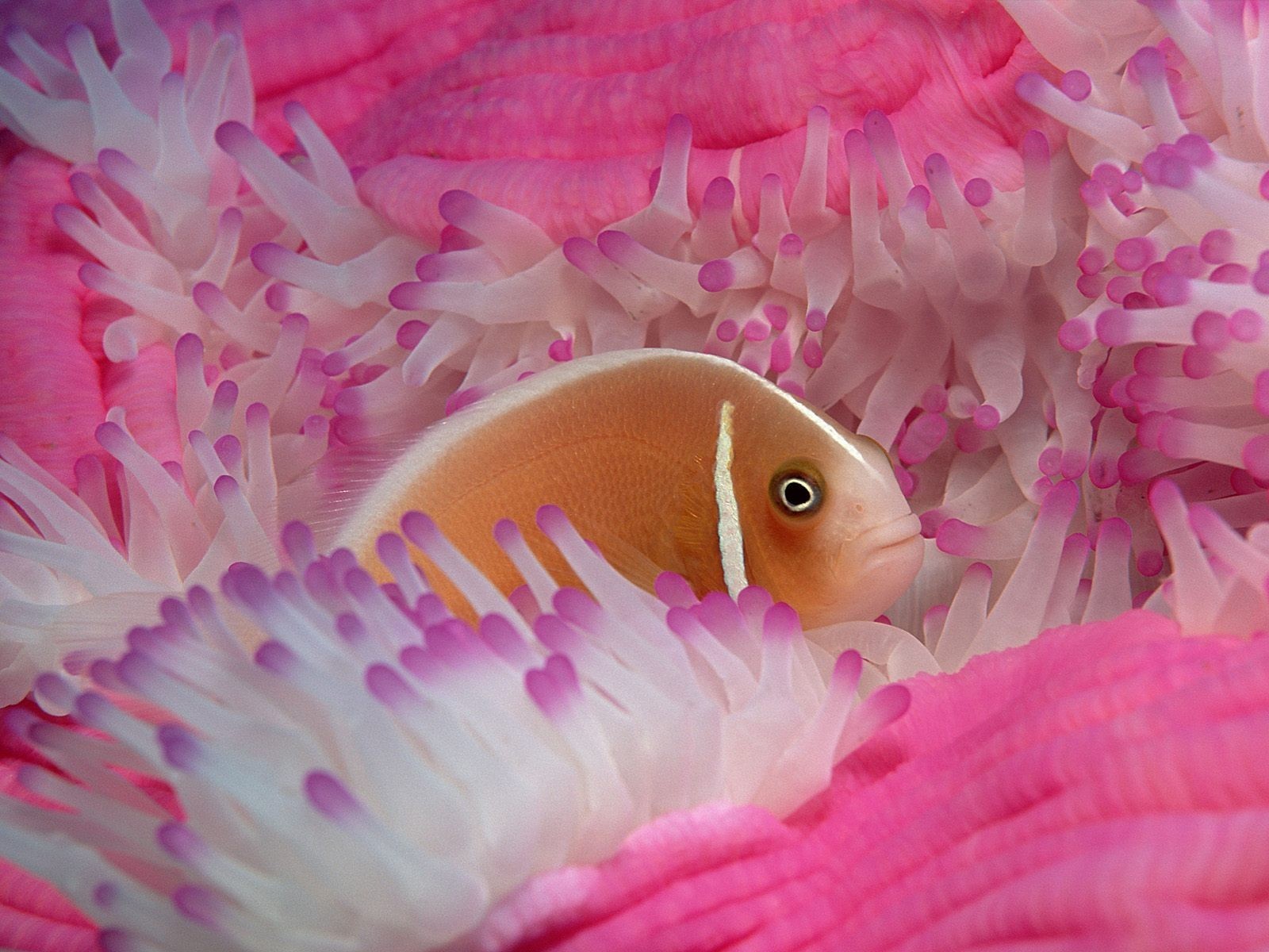 fish anemone pink