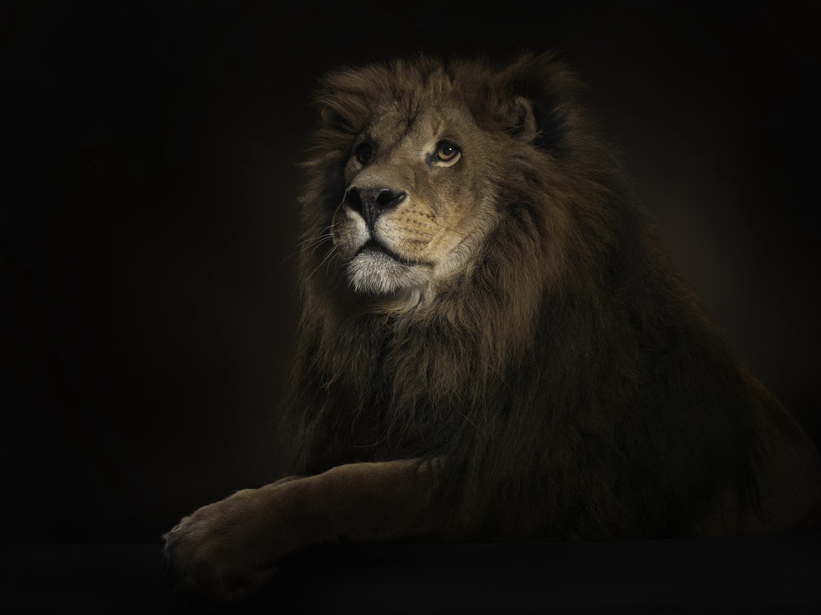 лев царь освещение
