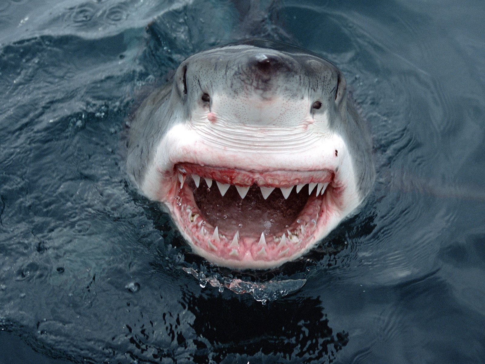 great white shark australia