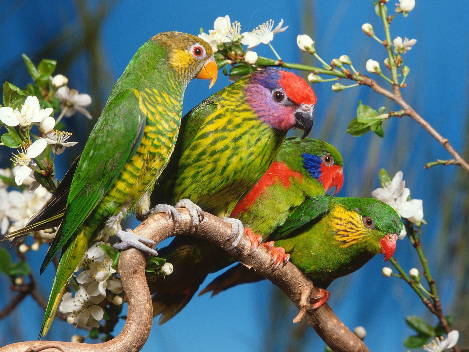 parrots tree