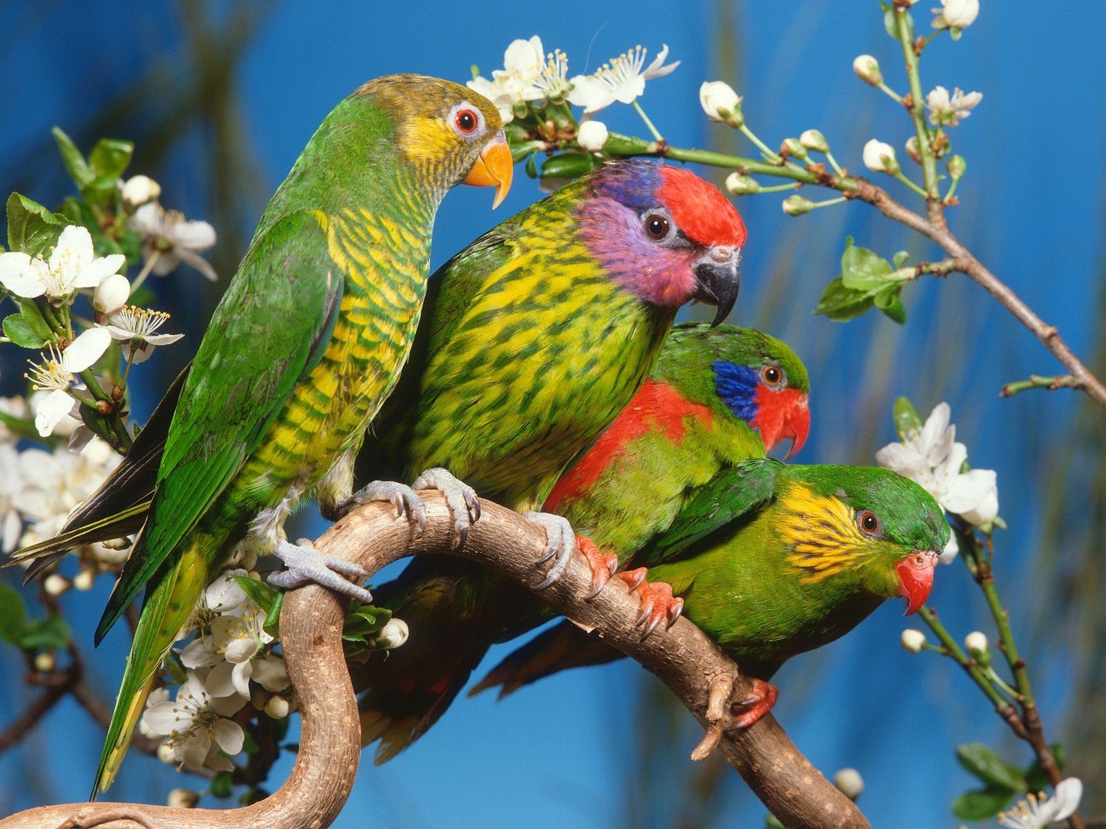 попугаи дерево