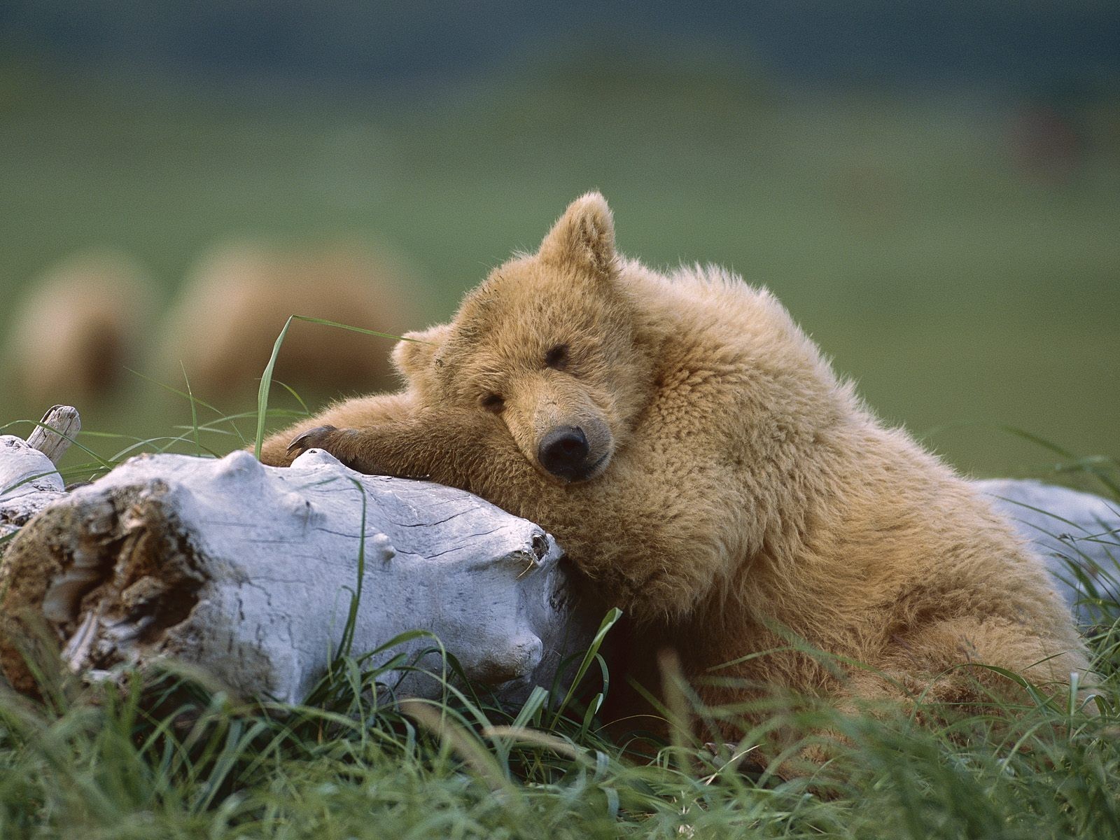 teddy bear sleeping alaska