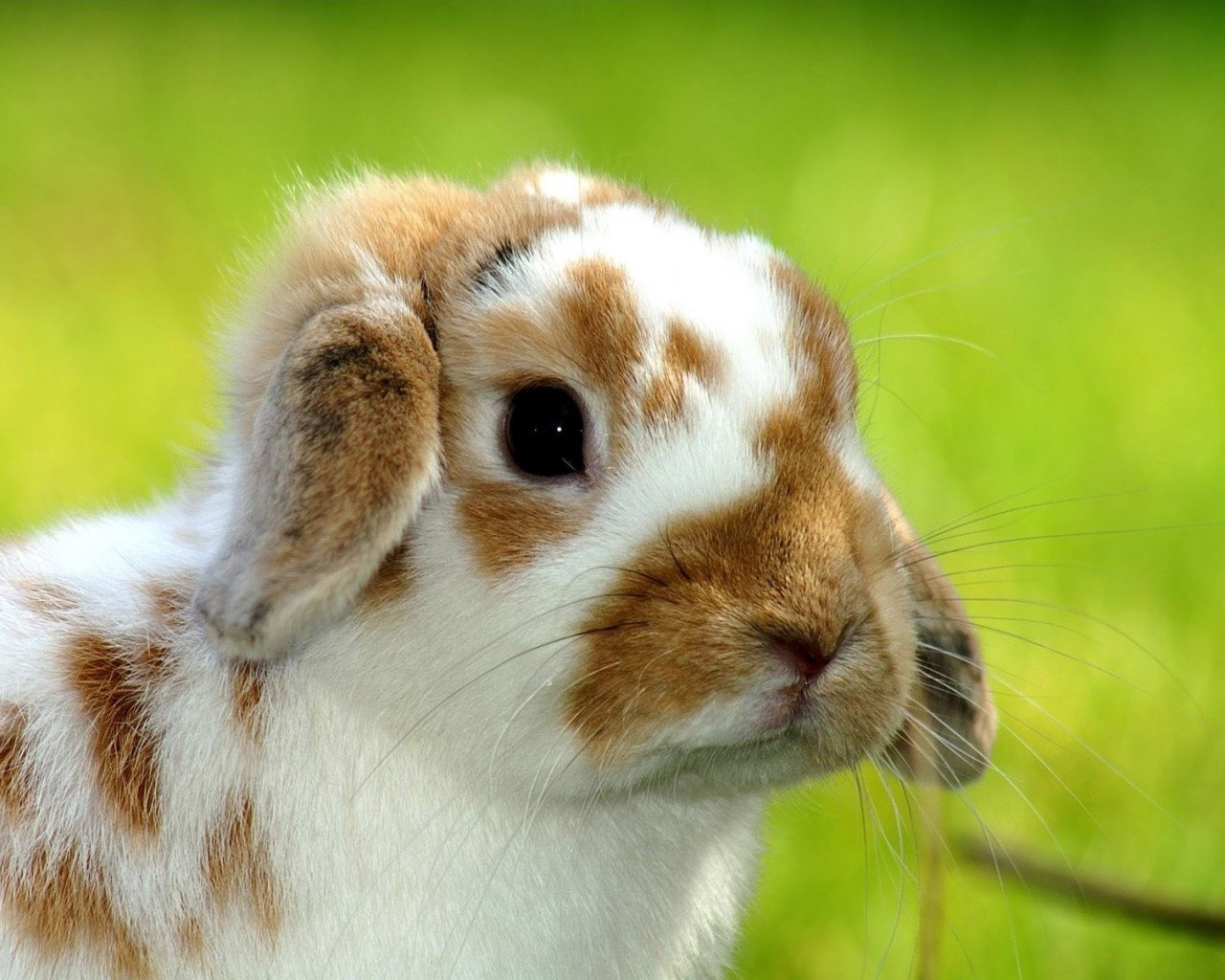 rabbit animals lop-eared