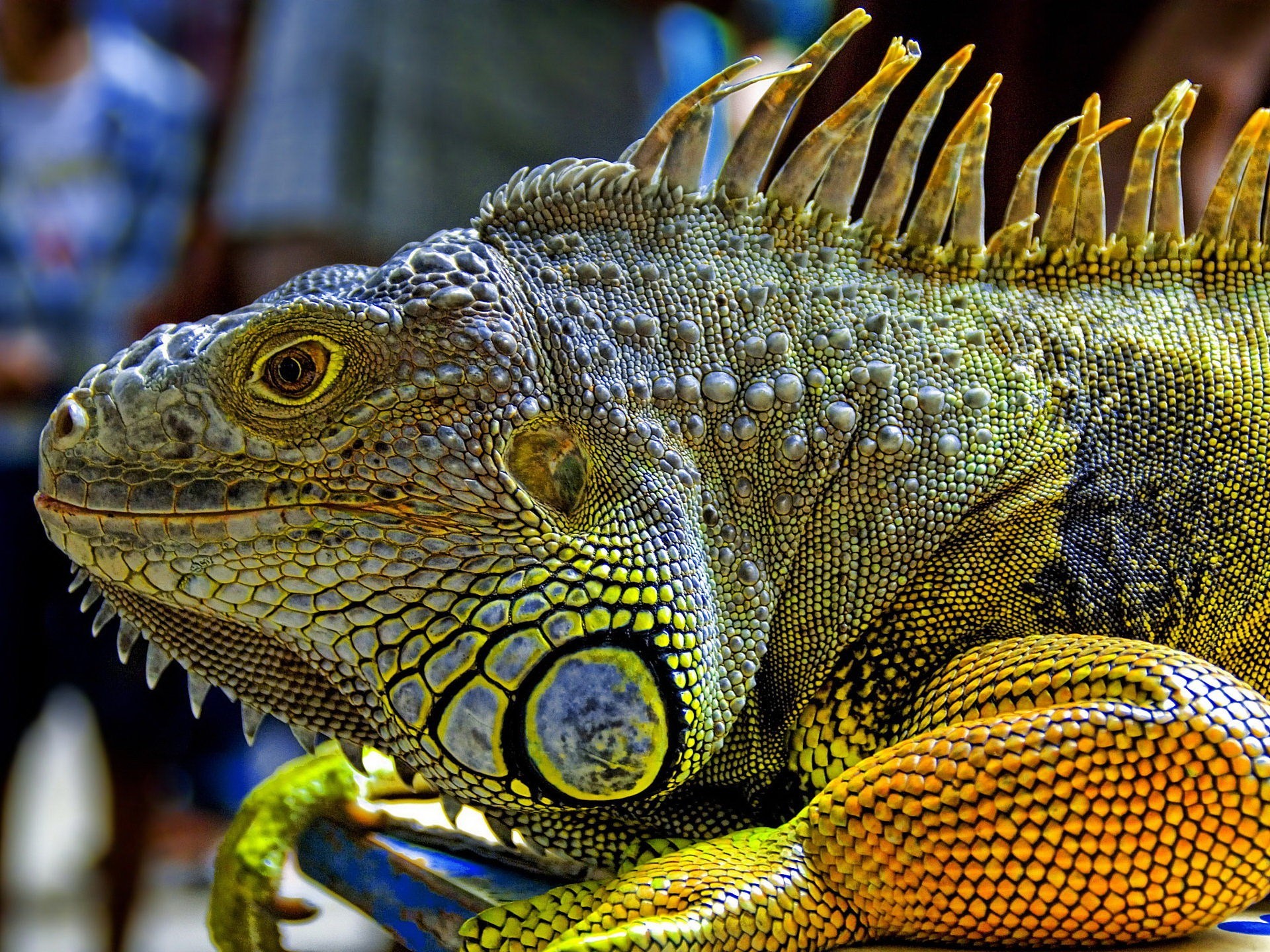 iguane peau dragon