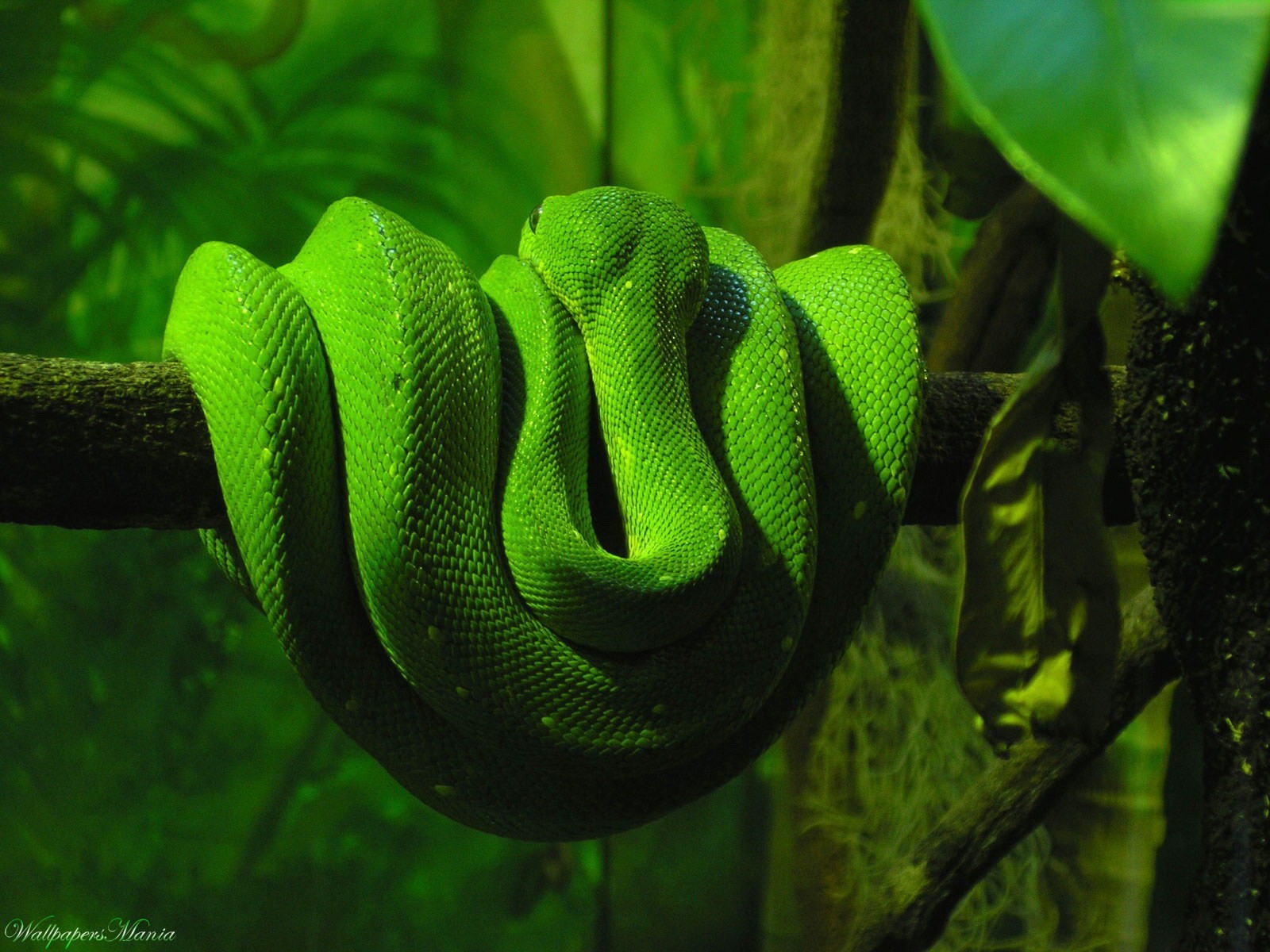 serpenti verde albero serpente