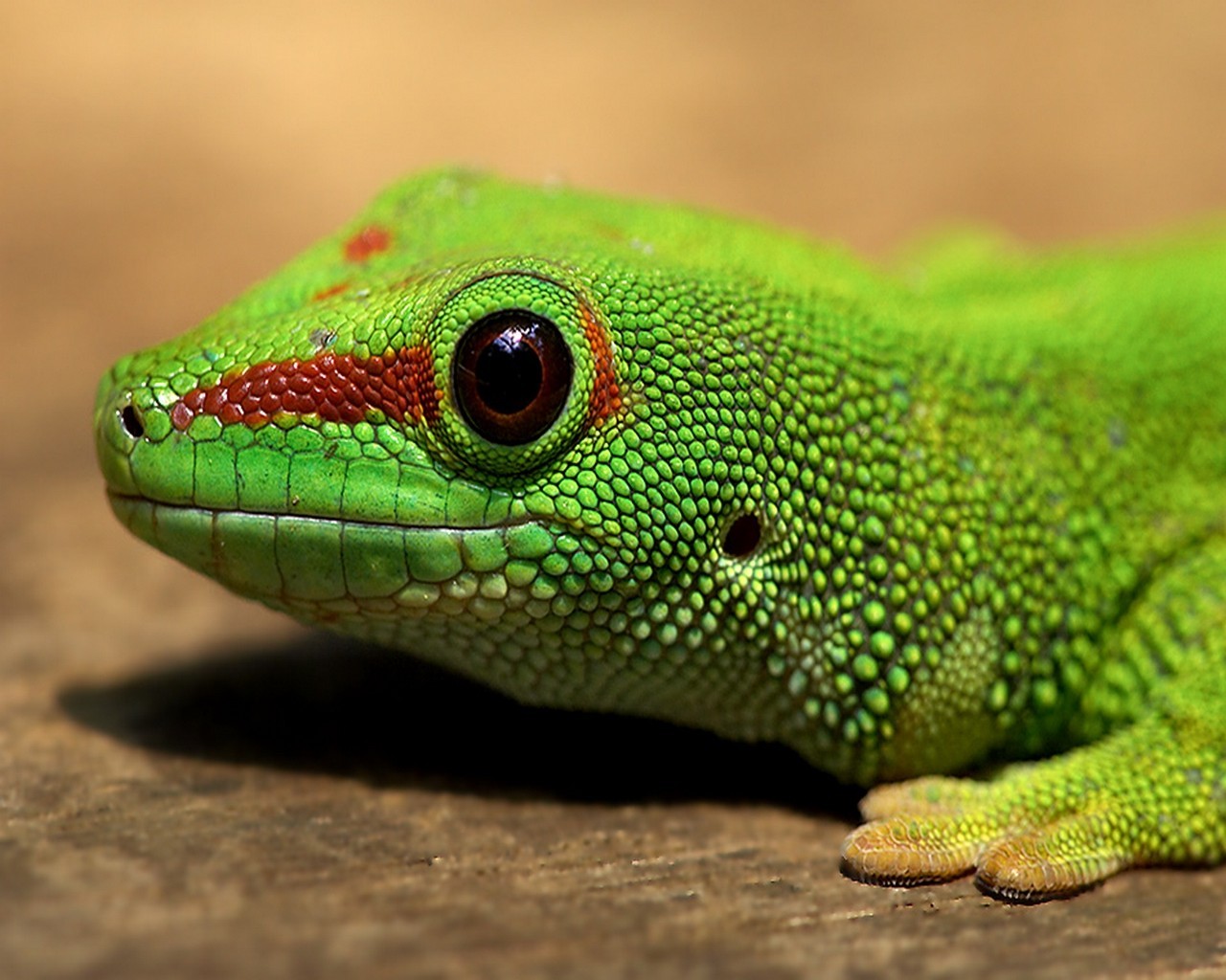 lézard vert oeil