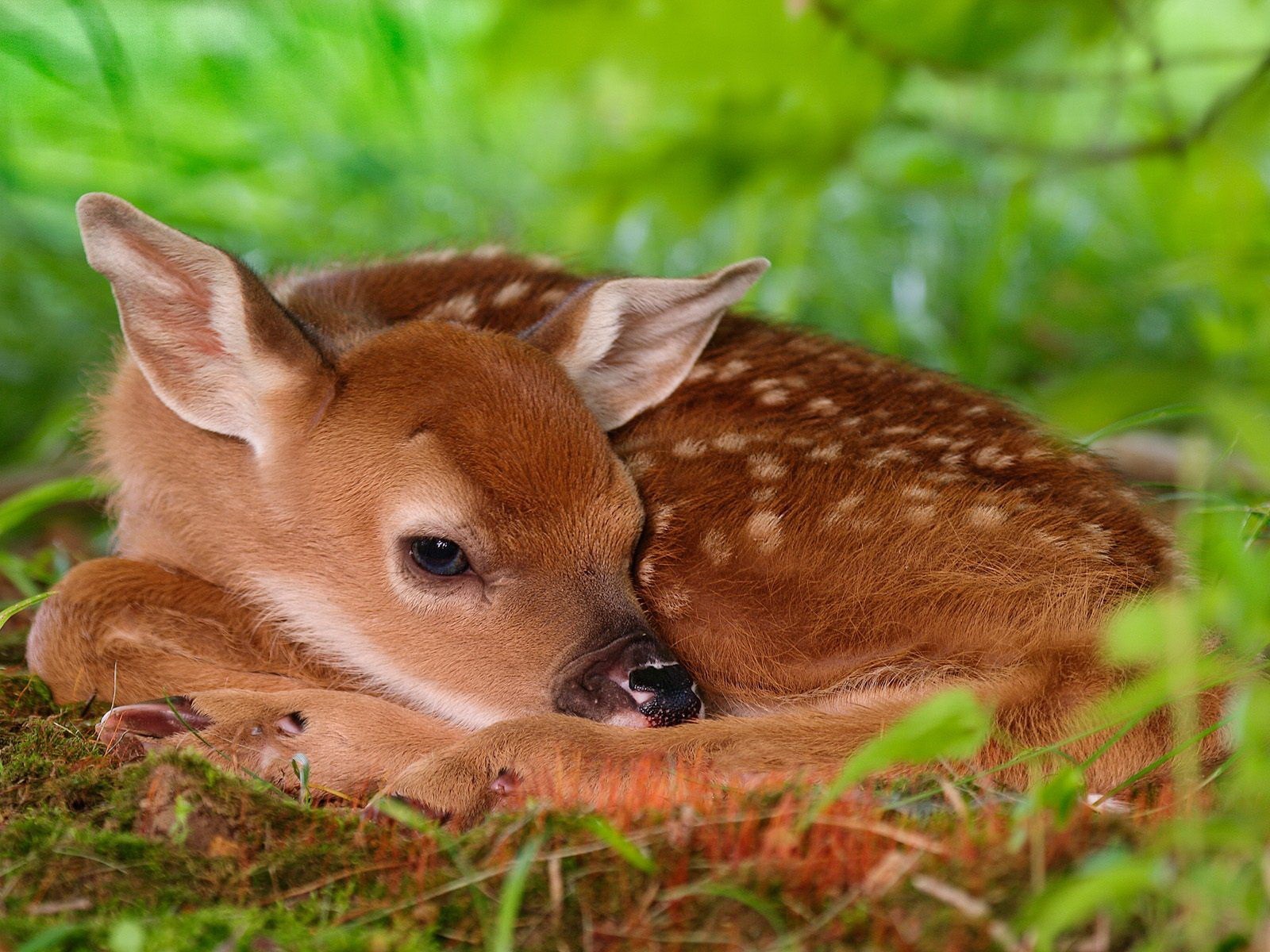 bambi ciervo verde