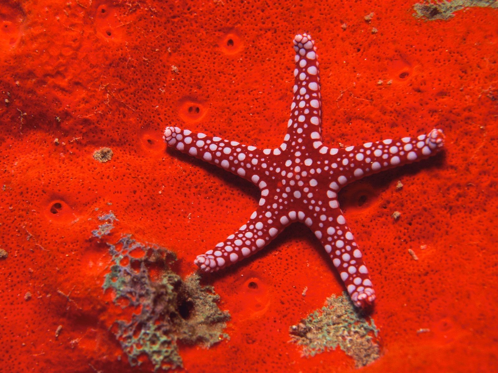 красная морская звезда