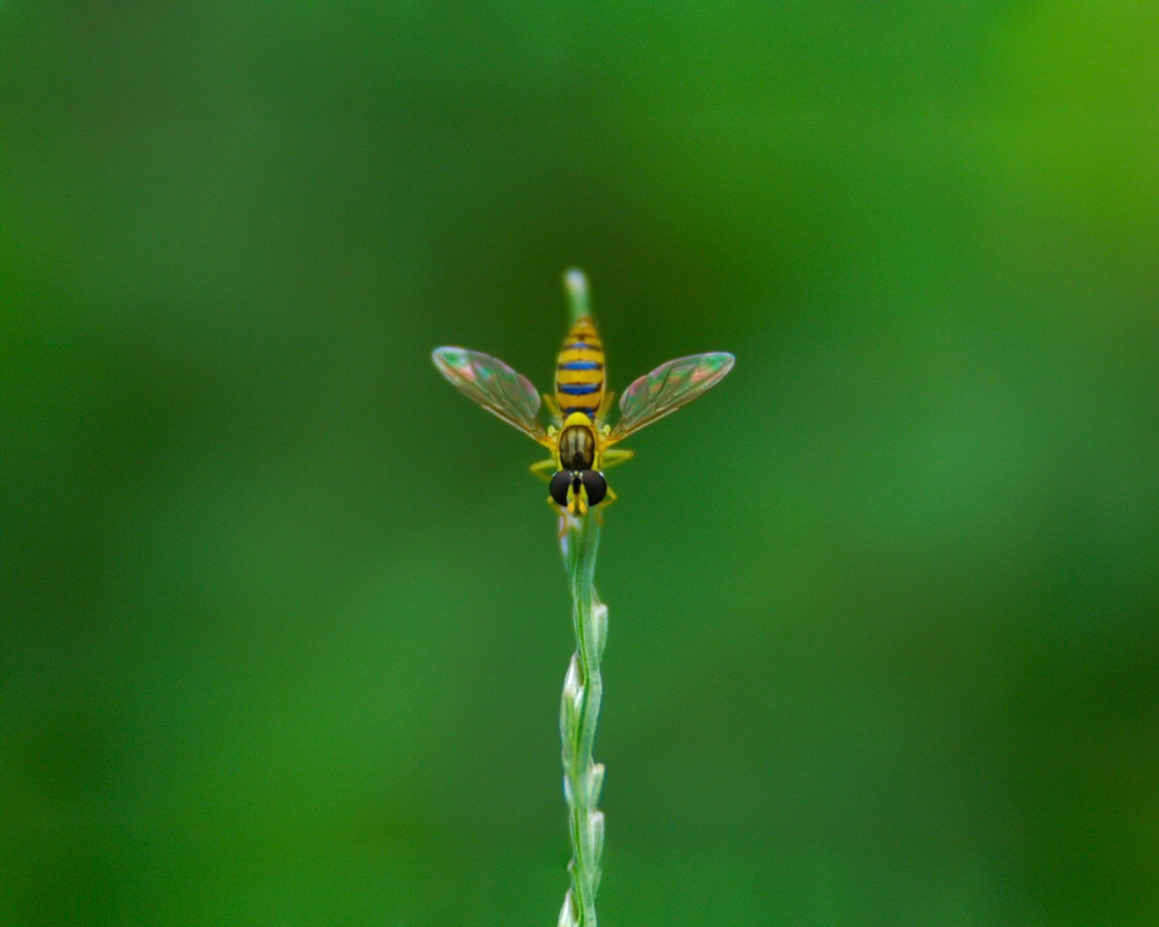 verde mosca planta