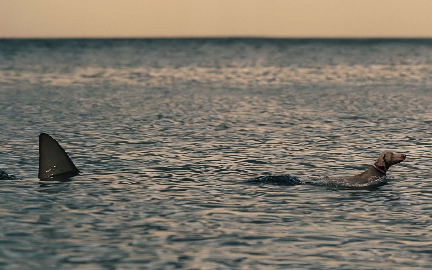 chien requin mer