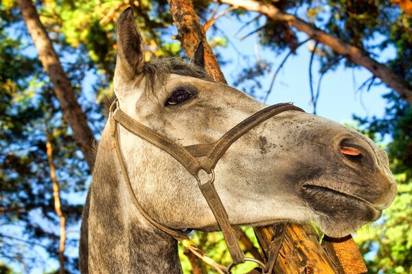 Cheval sur fond de feuillage et d arbre