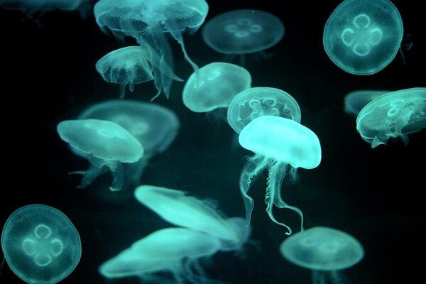 Lots of transparent blue jellyfish