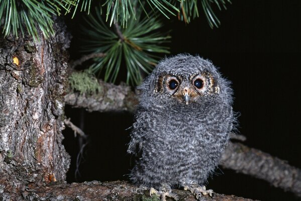 Cute owl on a Christmas tree branch