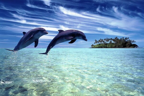 Isla paradisíaca-delfines, mar, sol