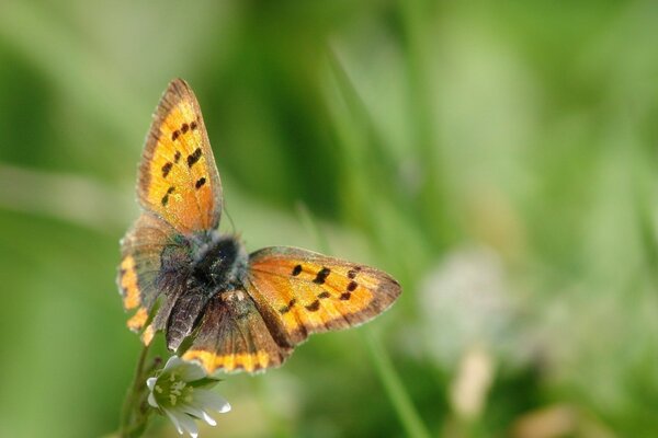 Una mariposa naranja se sienta en una flor