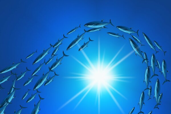 Shoal of fish around the sun