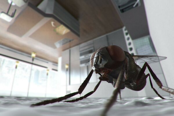 An enlarged fly sits on the kitchen ceiling