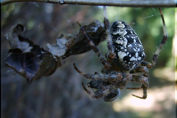 Araignée tisse sur les branches de la toile d araignée
