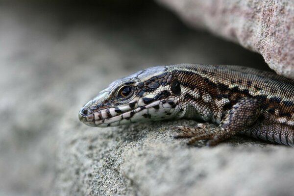 A lizard lies between the stones